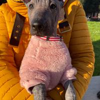 Cuccioli di Cane nudo messicano. Cane senza pelo