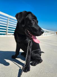 Labrador puro disponibile per monta