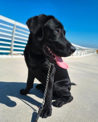 Labrador puro disponibile per monta