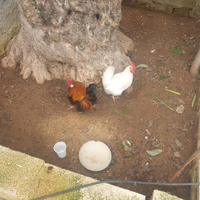 Galletto nano e pollastra rana