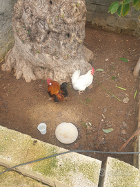 Galletto nano e pollastra rana