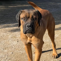 Cuccioli di cane corso