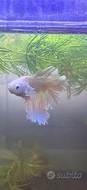 Pesce betta