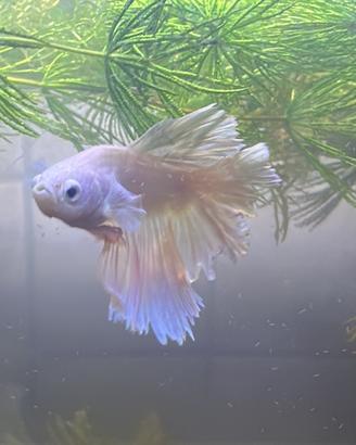 Pesce betta