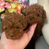 Cuccioli barboncino toy