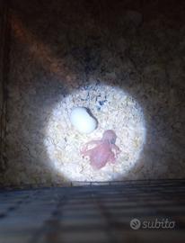 Pulli di parrocchetti