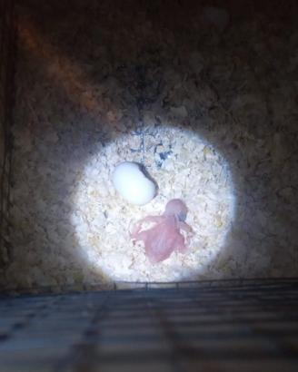 Pulli di parrocchetti