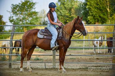 Cavallo per trekking