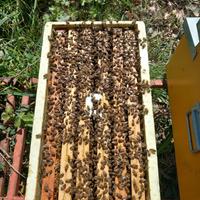 Sciami di Api ligustica