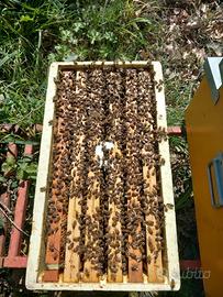 Sciami di Api ligustica