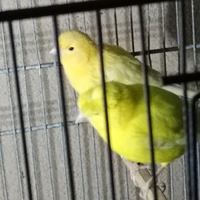 Uccelli