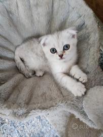 Scottish fold/straignt