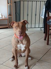 Cane