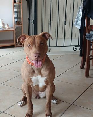Cane