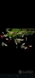 4 Guppy in salute a 2 ciascuno