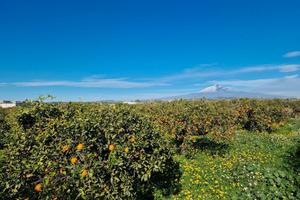 Vasto terreno c.da Jungetto