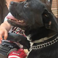 Cucciolo incrocio di 1 anno