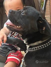 Cucciolo incrocio di 1 anno