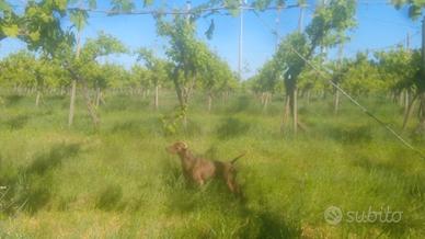 Monta per cani