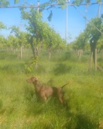 Monta per cani