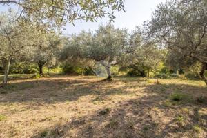 TER. AGRICOLO A SAN POLO DEI CAVALIERI