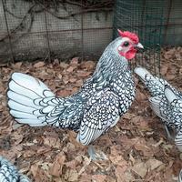 Coppia galline sebright