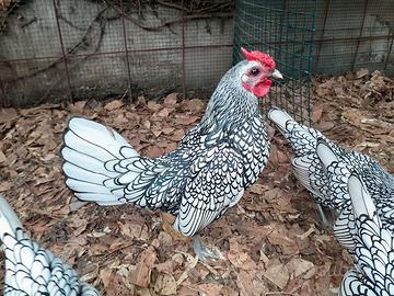 Coppia galline sebright