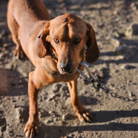 Segugio maremmano da caccia