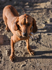 Segugio maremmano da caccia