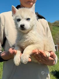 Siberian Husky selezionati con pedigree