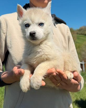 Siberian Husky selezionati con pedigree