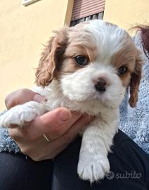  cavalier king cucciolini