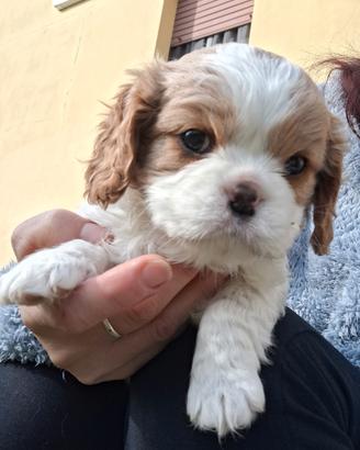  cavalier king cucciolini