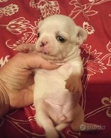 Chihuahua cuccioli Pedigree ENCI