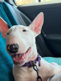 Cuccioli Bull Terrier