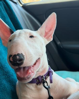 Cuccioli Bull Terrier