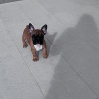 Disponibile cucciolo di bulldog francese