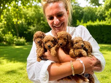 Cuccioli di barboncino nano colore red