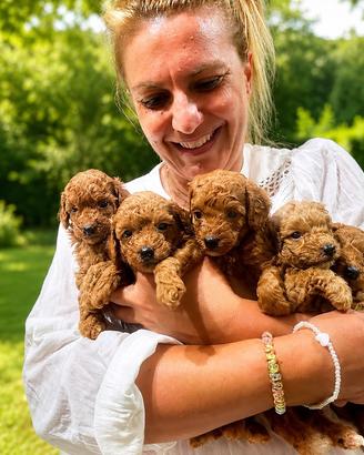 Cuccioli di barboncino nano colore red