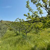 Frutteto irriguo Ossi