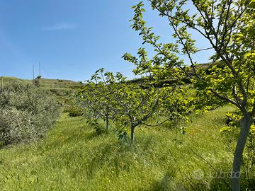 Frutteto irriguo Ossi