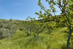 Frutteto irriguo Ossi