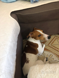 Jack Russel di circa 3 anni