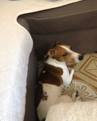 Jack Russel di circa 3 anni