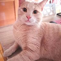 ELIO, micio rosso di 10 mesi