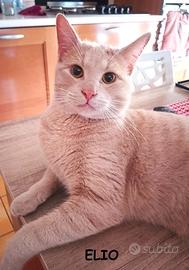 ELIO, micio rosso di 10 mesi
