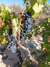carignano