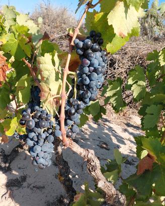 carignano
