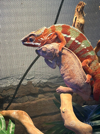 Camaleonti pardalis rettili