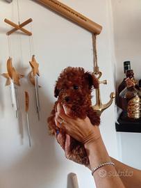 Barboncino mini toy red